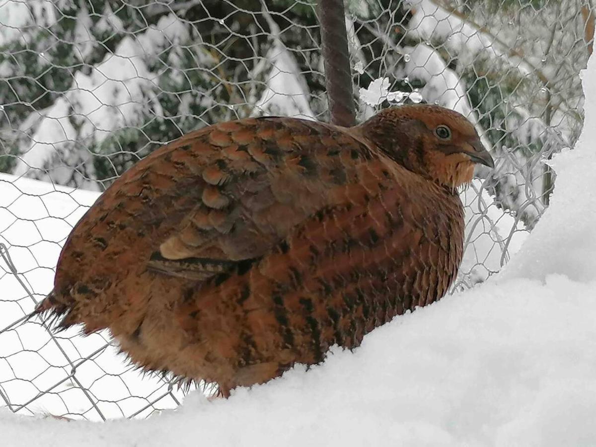 Appartamento Accogliente Di Montagna A Cavagnago Faido Bagian luar foto